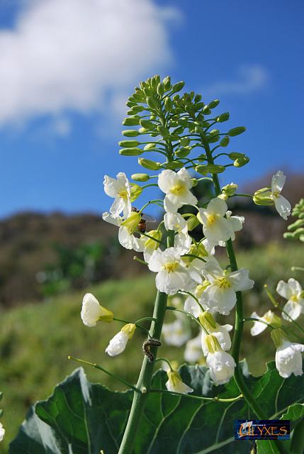 fiori di minestra.JPG